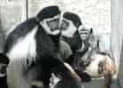 動物図鑑・クロシロコロブスの写真 7